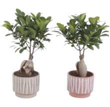 Dve rastliny Ficus Ginseng v kvetináčoch s pruhovaným vzorom