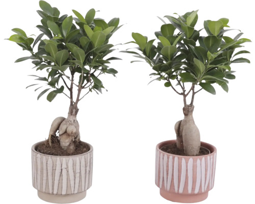 Dve rastliny Ficus Ginseng v kvetináčoch s pruhovaným vzorom