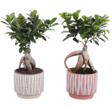 Dva fikusy bonsai v kvetináčoch