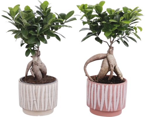 Dva fikusy bonsai v kvetináčoch