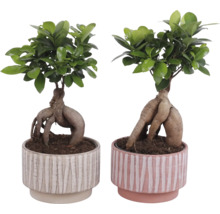 Dve rastliny bonsaje Ficus Ginseng v dekoratívnych kvetináčoch