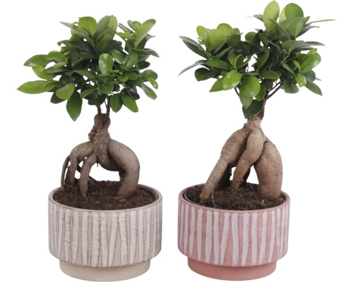 Dve rastliny bonsaje Ficus Ginseng v dekoratívnych kvetináčoch
