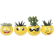 Štyri sukulenty v žltých kvetináčoch s tvárami emoji