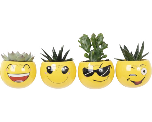 Štyri sukulenty v žltých kvetináčoch s tvárami emoji