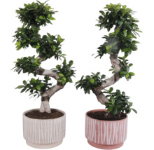 Dva fikusy bonsai v kvetináčoch s vrúbkovaným dizajnom