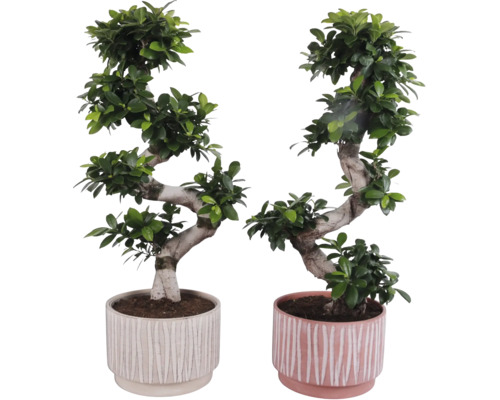 Dva fikusy bonsai v kvetináčoch s vrúbkovaným dizajnom