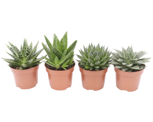Rôzne rastliny aloe v kvetináčoch