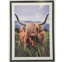 Zarámovaný obraz škótskeho Highland dobytka na pasienku
