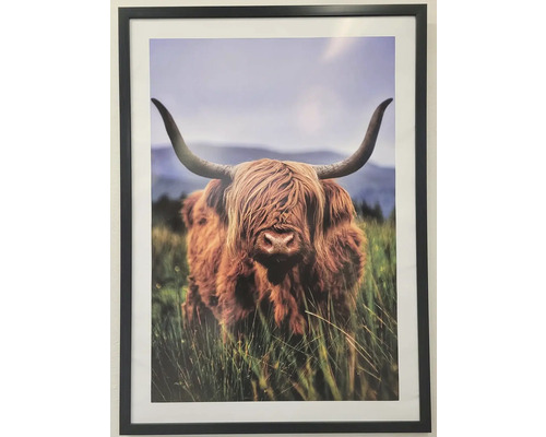 Zarámovaný obraz škótskeho Highland dobytka na pasienku