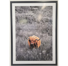 Zarámovaný obraz škótskeho horského dobytka na lúke