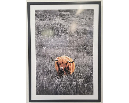 Zarámovaný obraz škótskeho horského dobytka na lúke