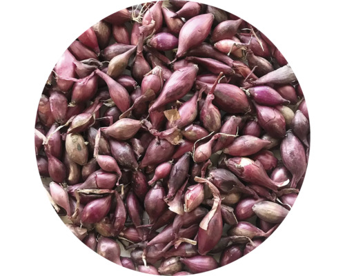 Detailný záber červených sadzačiek