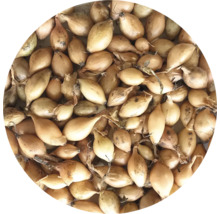 Sadenice cibule na pestovanie v záhrade