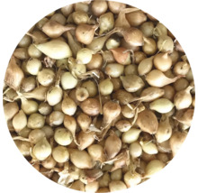 Detailný záber sadzačky cibule.