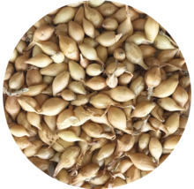 Početné sadeničky cibule z ekologického poľnohospodárstva