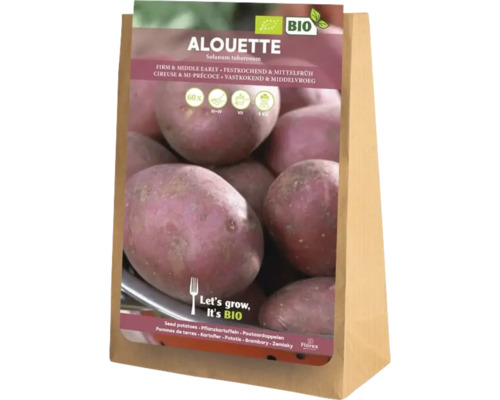 Bio sadbové zemiaky 'Allouette' 6 kusov, voskové Zemiakové sadivo Alouette, pevné a stredne skoré, 5 kilogramov