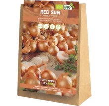 Kvetinové cibule červenej šalotky v papierovom vrecku