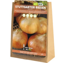 Sadzba cibule Stuttgarter Riesen v papierovom vrecku