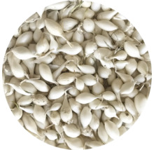 Sadenice cibule na pestovanie v záhrade