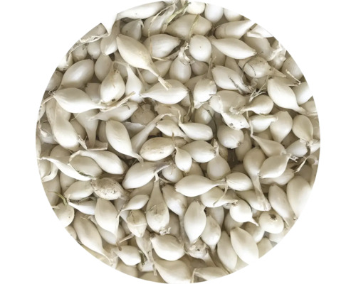 Sadenice cibule na pestovanie v záhrade