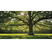 Impozantný strom s rozložitými konármi na lúke