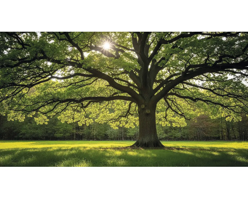 Obraz Decopanel Strom ART-S 40 x 133 cm Impozantný strom s rozložitými konármi na lúke