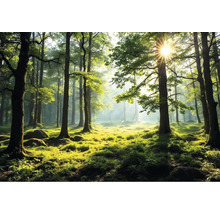 Slnkom zaliaty les so stromami a porastom