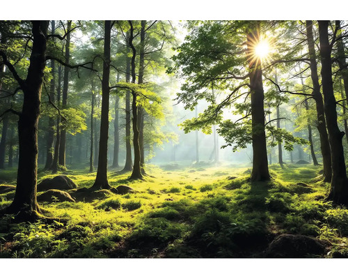 Obraz Decopanel ART-L 100 x 70 cm Slnkom zaliaty les so stromami a porastom