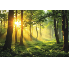 Slnkom zaliaty les so stromami a zelenou vegetáciou.