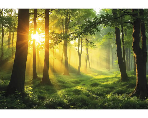 Obraz Decopanel ART-L 60 x 100 cm Slnkom zaliaty les so stromami a zelenou vegetáciou.