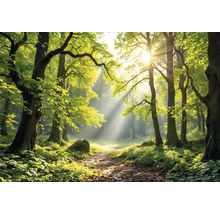 Cesta slnečným lesom s listnatými stromami