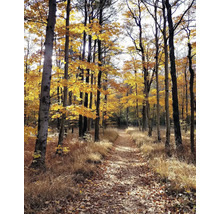 Cesta lesom na jeseň so stromami a lístím