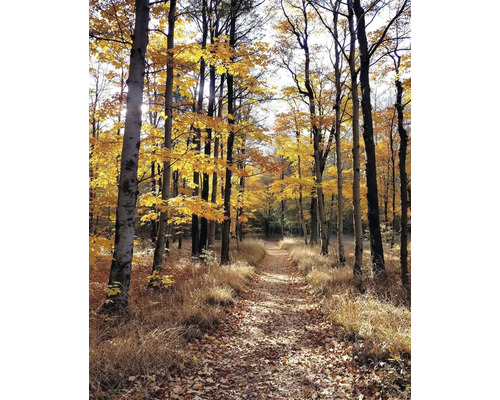 Obraz Decopanel ART-L 40 x 60 cm Cesta lesom na jeseň so stromami a lístím