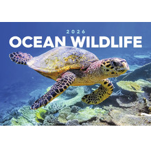 Kalendár oceánskej divočiny 2026 s morskou korytnačkou pod vodou