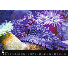 Detailný záber stránky kalendára s chobotnicou a sasankami.