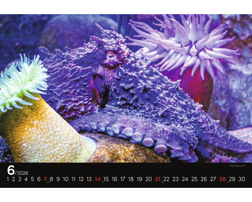 Detailný záber stránky kalendára s chobotnicou a sasankami.