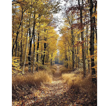 Jesenná lesná krajina s cestou a farebnými listami