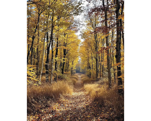 Obraz Decopanel Les 50 x 90 cm Jesenná lesná krajina s cestou a farebnými listami