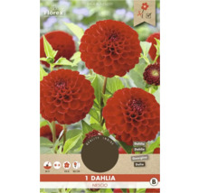 Dália Nescio rastlina v kvetináči