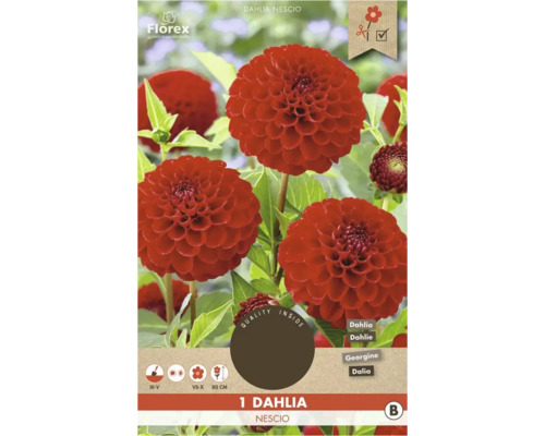 Dália Nescio rastlina v kvetináči