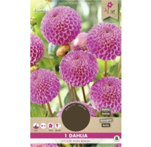 Dahlia Stolze von Berlin, okrasná rastlina do záhrady