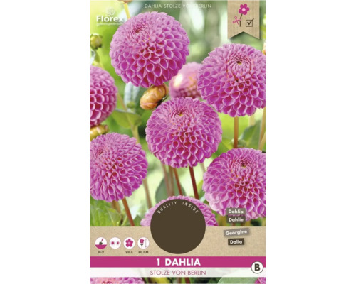 Dahlia Stolze von Berlin, okrasná rastlina do záhrady