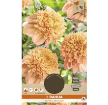 Dália Sandia Brocade, cibuľka