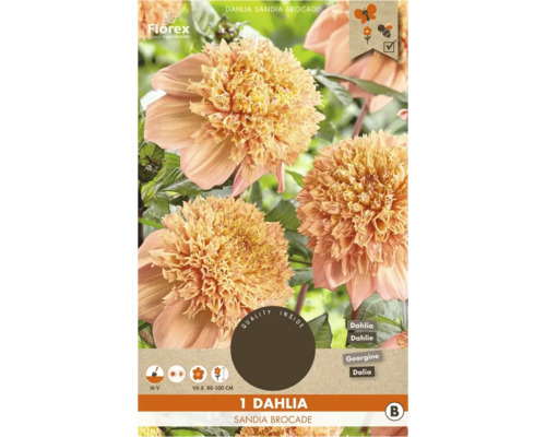 Dália Sandia Brocade, cibuľka