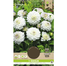 Dália Go Go White, cibuľa