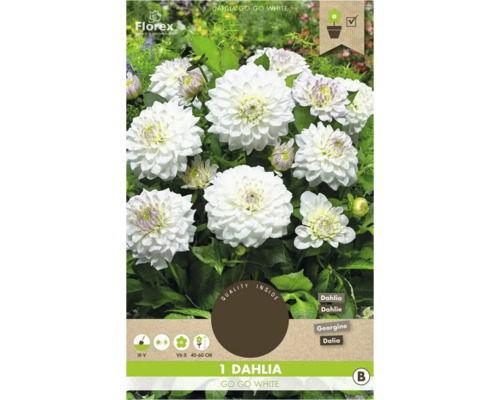 Dália Go Go White, cibuľa