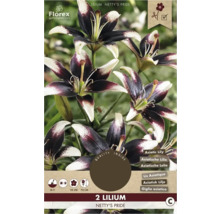 Balenie dvoch ľalií odrody Netty's Pride