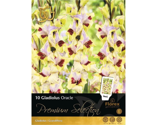 Balenie 10 cibuliek mečíkov Gladiolus Oracle