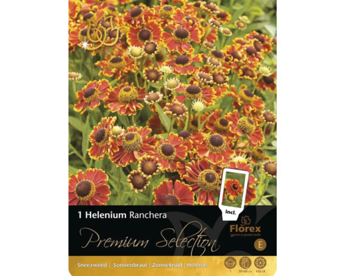 Balenie Helenium Ranchera s kvetmi helénia