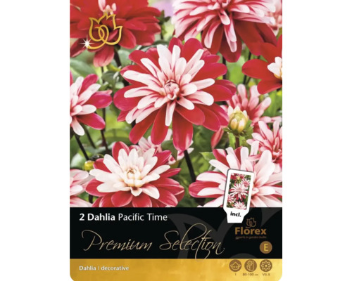 Balenie s dvoma Dahlia Pacific Time, okrasná georgína